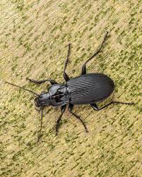 Attēlu rezultāti vaicājumam “Pterostichus sp.”