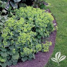 Image result for Alchemilla mollis