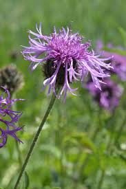Image result for Centaurea scabiosa