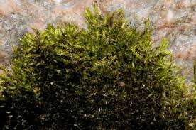 Attēlu rezultāti vaicājumam “Callicladium haldanianum”