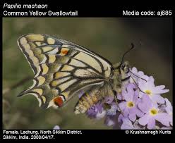 Attēlu rezultāti vaicājumam “Papilio machaon”