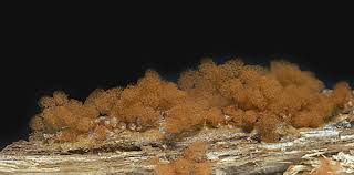 Attēlu rezultāti vaicājumam “Arcyria affinis”