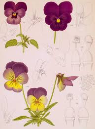 Attēlu rezultāti vaicājumam “Viola x williamsii”