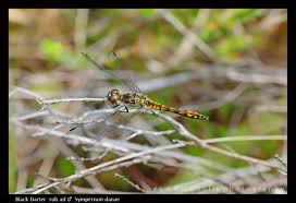 Attēlu rezultāti vaicājumam “Sympetrum danae”