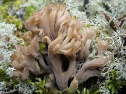 Attēlu rezultāti vaicājumam “Clavulina coralloides”