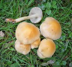 Attēlu rezultāti vaicājumam “Hypholoma sp.”
