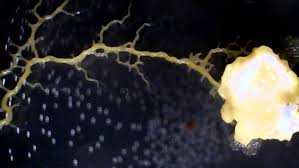 Attēlu rezultāti vaicājumam “Physarum daamsii”