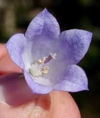 Attēlu rezultāti vaicājumam “Campanula rotundifolia”
