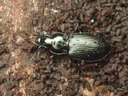 Attēlu rezultāti vaicājumam “Pterostichus quadrifoveolatus”