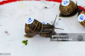 Image result for World Snail Racing Championships