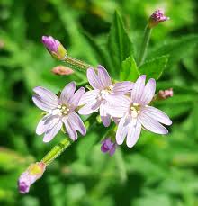 Attēlu rezultāti vaicājumam “Epilobium roseum flower”