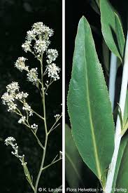 Attēlu rezultāti vaicājumam “Lepidium latifolium”