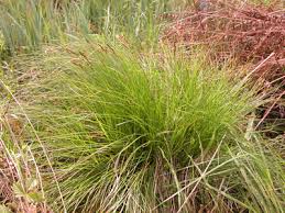 Attēlu rezultāti vaicājumam “Carex appropinquata fruit”