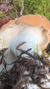 Attēlu rezultāti vaicājumam “Hydnum sp.”