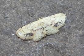 Attēlu rezultāti vaicājumam “Idaea dimidiata”