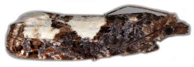 Attēlu rezultāti vaicājumam “Epinotia trigonella”