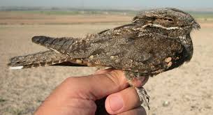 Attēlu rezultāti vaicājumam “Caprimulgus europaeus juvenile”