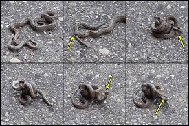 Attēlu rezultāti vaicājumam “Coronella austriaca adult”