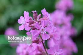 Attēlu rezultāti vaicājumam “Silene viscaria”