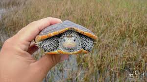 Image result for Malaclemys terrapin