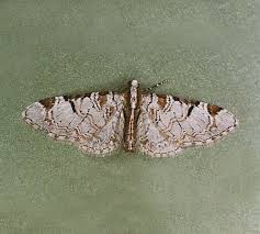 Attēlu rezultāti vaicājumam “Eupithecia venosata”