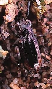 Attēlu rezultāti vaicājumam “Notiophilus germinyi”