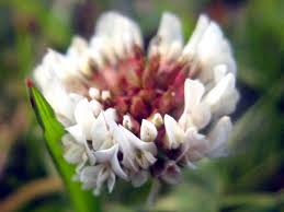 Attēlu rezultāti vaicājumam “Trifolium repens fruit”