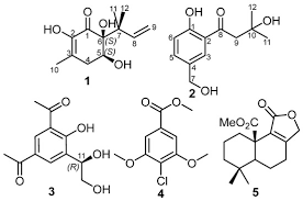 Attēlu rezultāti vaicājumam “Dentipellis fragilis”