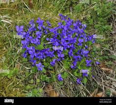 Attēlu rezultāti vaicājumam “Viola reichenbachiana”