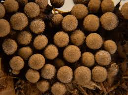 Attēlu rezultāti vaicājumam “Cribrariaceae”