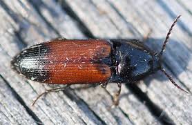 Attēlu rezultāti vaicājumam “Ampedus balteatus”