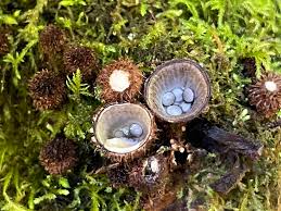 Attēlu rezultāti vaicājumam “Cyathus striatus”