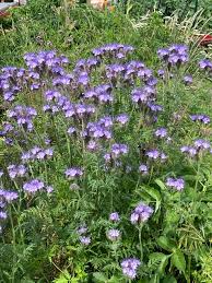 Image result for Phacelia