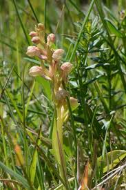 Attēlu rezultāti vaicājumam “Coeloglossum viride flower”