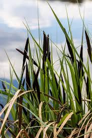 Attēlu rezultāti vaicājumam “Carex acuta leaf”