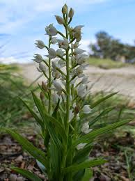 Attēlu rezultāti vaicājumam “Cephalanthera longifolia”