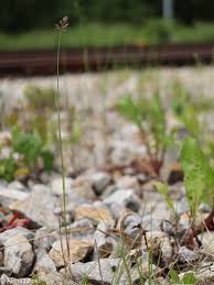 Attēlu rezultāti vaicājumam “Poa compressa”