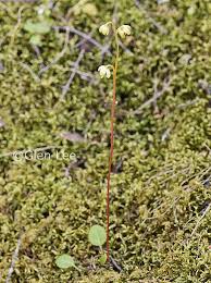 Attēlu rezultāti vaicājumam “Pyrola chlorantha leaf”