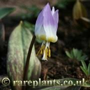 Attēlu rezultāti vaicājumam “Erythronium sibiricum”