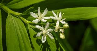 Attēlu rezultāti vaicājumam “Mnium stellare”