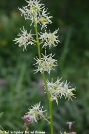 Attēlu rezultāti vaicājumam “Echinocystis lobata flower”