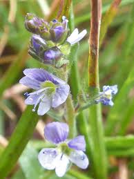 Attēlu rezultāti vaicājumam “Veronica serpyllifolia leaf”