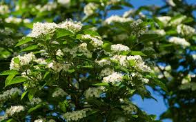 Attēlu rezultāti vaicājumam “Crataegus persimilis leaf”