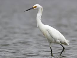 Image result for Egretta thula
