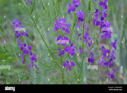 Attēlu rezultāti vaicājumam “Consolida regalis leaf”