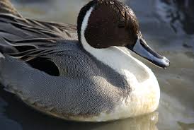 Attēlu rezultāti vaicājumam “Anas acuta”