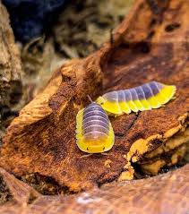 Attēlu rezultāti vaicājumam “Ligidium hypnorum”