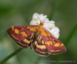 Attēlu rezultāti vaicājumam “Pyrausta purpuralis”
