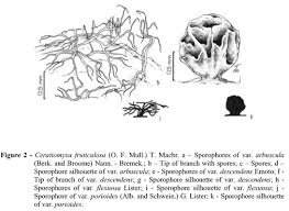 Attēlu rezultāti vaicājumam “Ceratiomyxa morchella stalked”