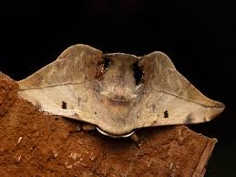 Attēlu rezultāti vaicājumam “Drepanidae”